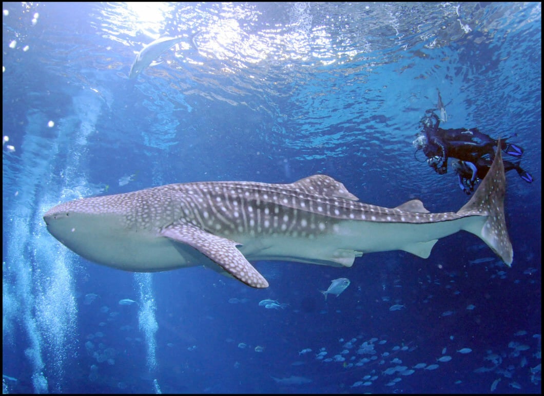 Scuba Diving Shirt Whale Shark Tshirt Diving Gifts Scuba Gift Scuba Diver Gift Whale Shark Protect Whale Sharks Tee
