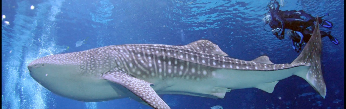 Journey with Gentle Giants — Dive 1