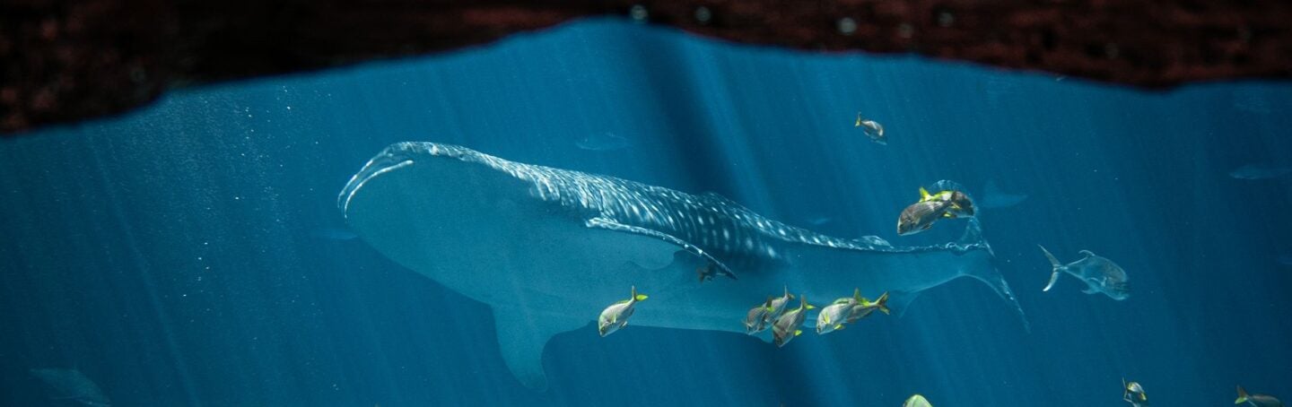 Journey with Gentle Giants — Dive 3