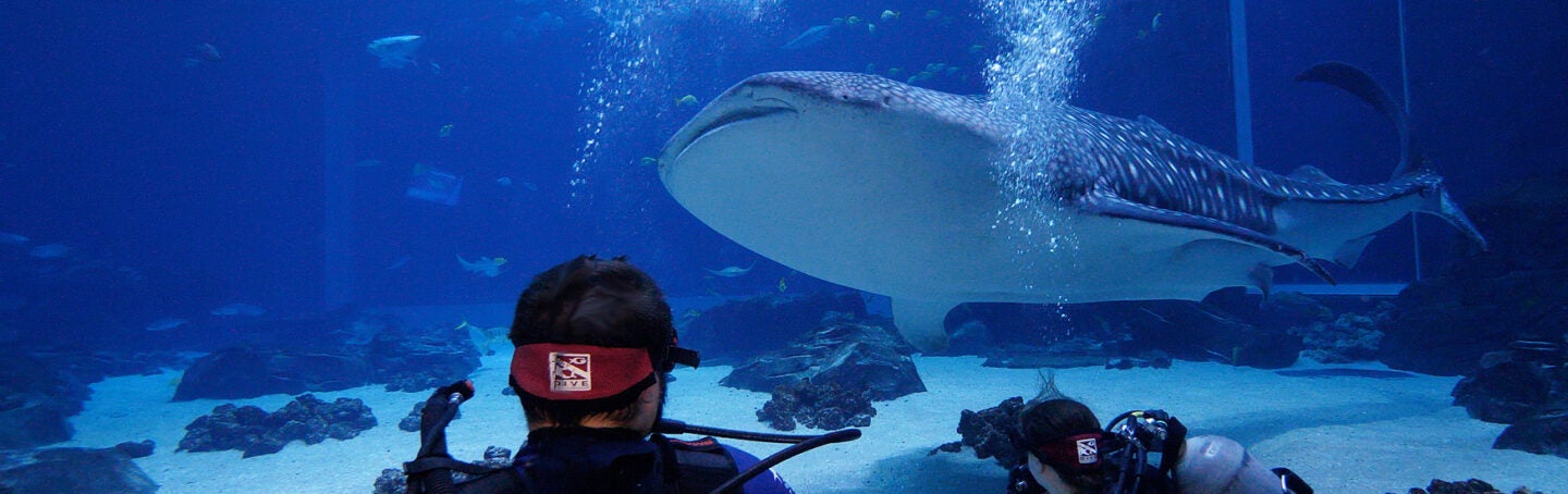 Journey with Gentle Giants — Dive 4