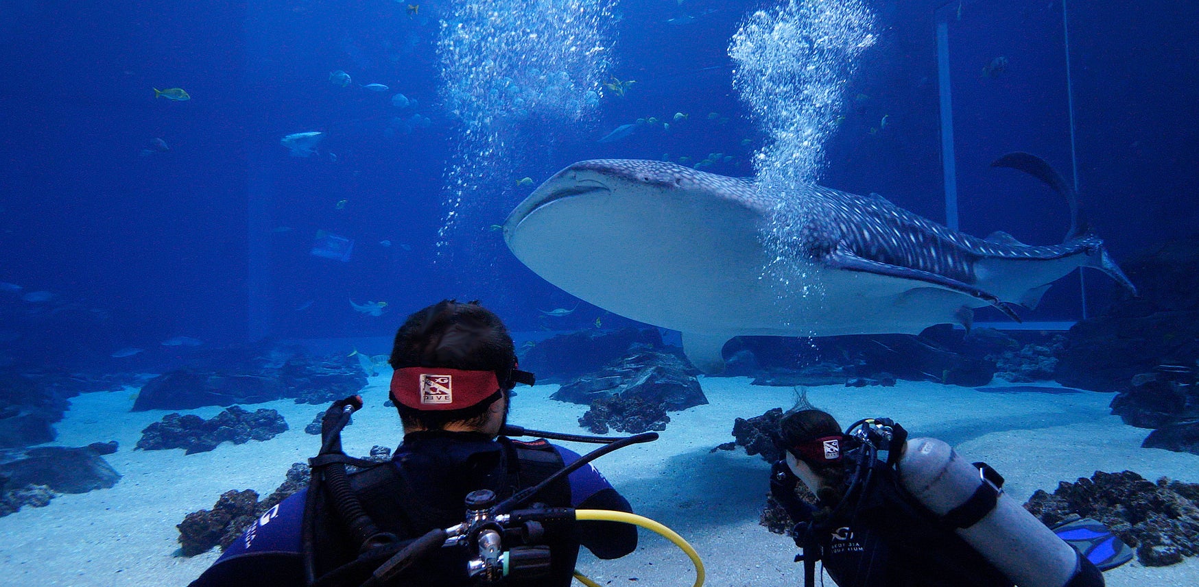 Dive with Gentle Giants Encounter & Experience