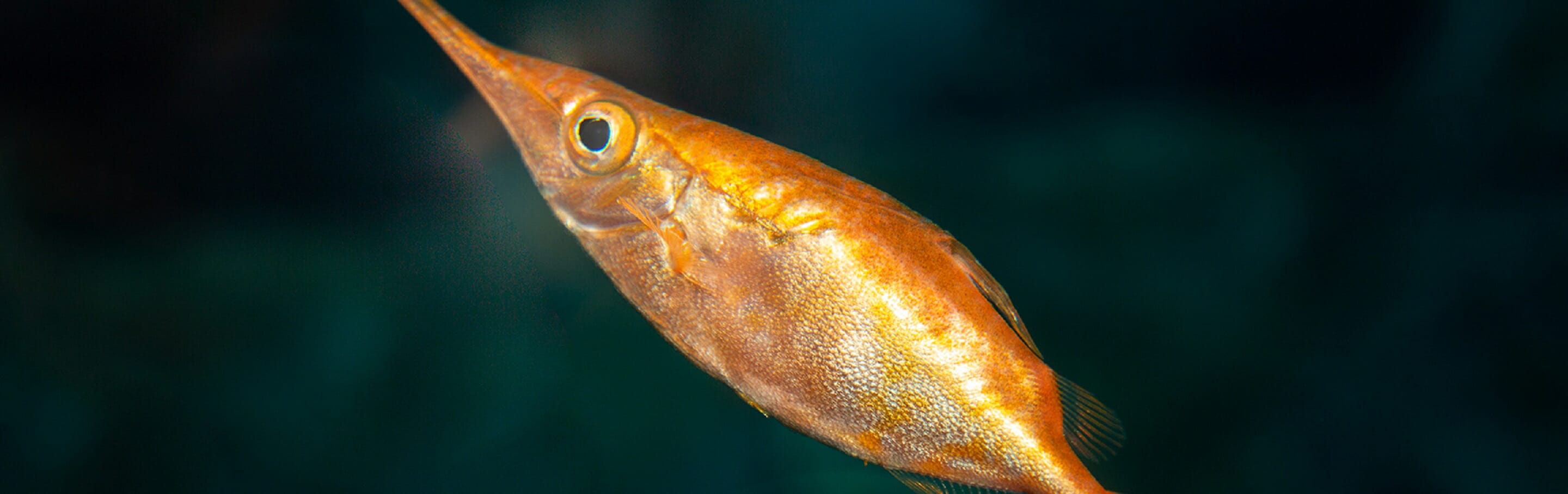 Longspine Snipefish - Georgia Aquarium