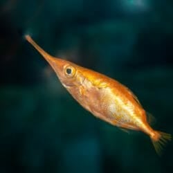 longspine-snipefish