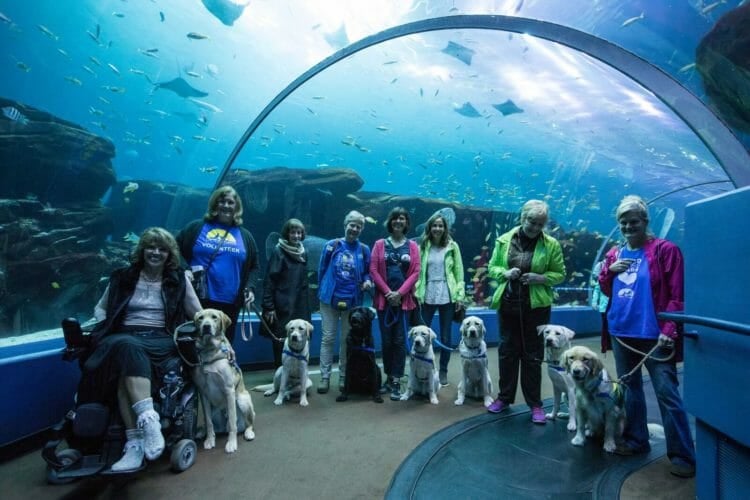 Nothing Sweeter than Service Pups in Training at the Aquarium