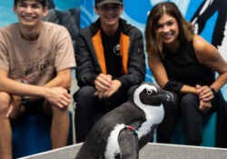 Penguin Encounter 11