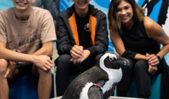 Penguin Encounter 11