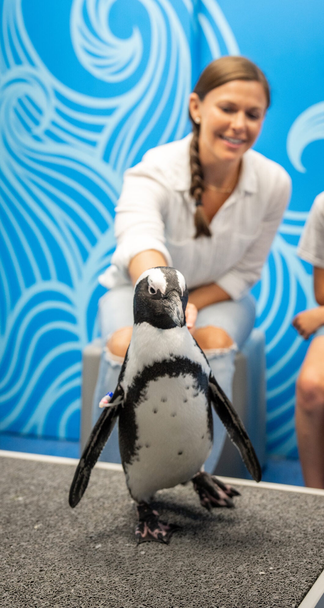 Penguin Animal Encounter & Experience