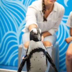 Penguin Encounter 12