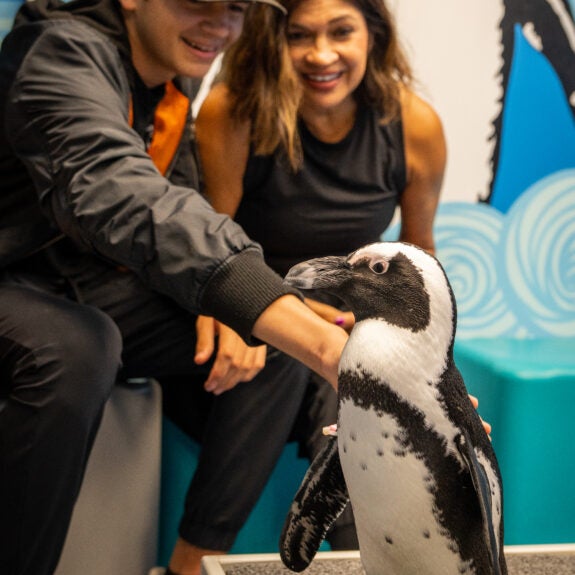 Penguin Animal Encounter & Experience Aquarium