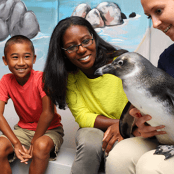 Penguin Encounter 1