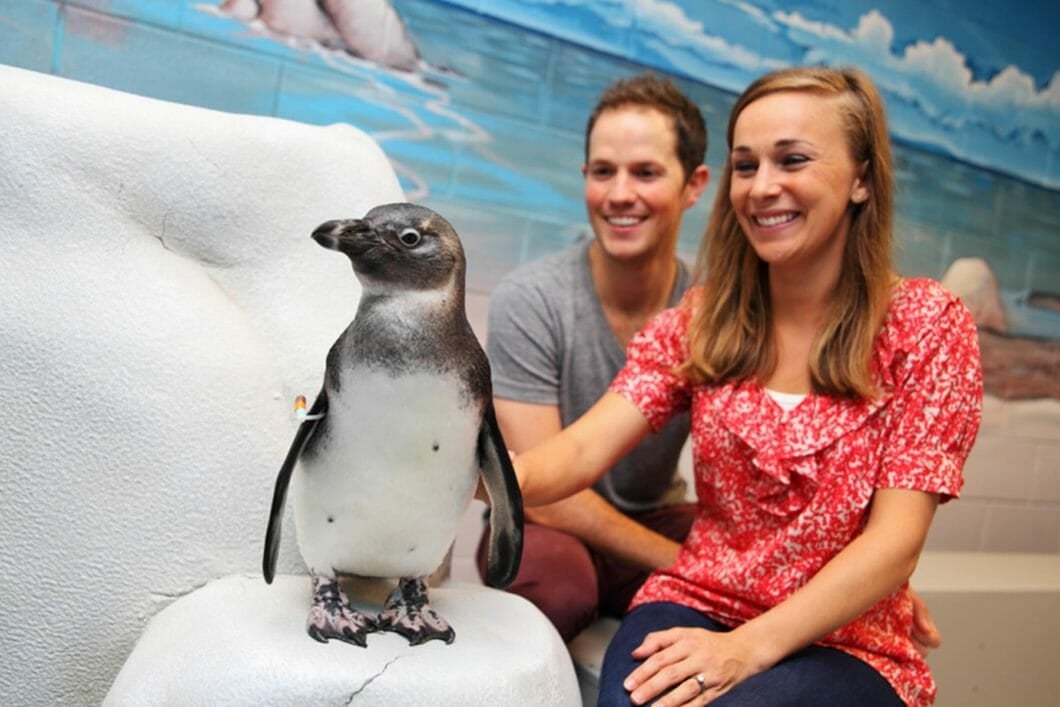 Penguin Encounter 3