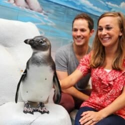 Penguin Encounter 3