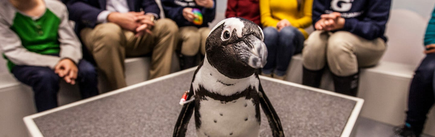 Penguin Encounter 5
