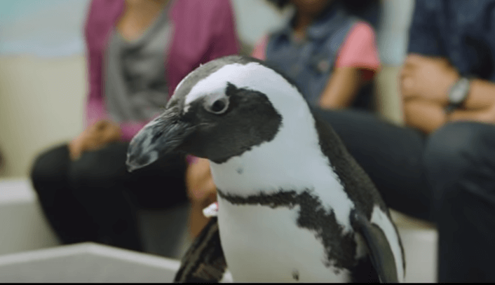 Penguin Animal Encounter Experience Georgia Aquarium