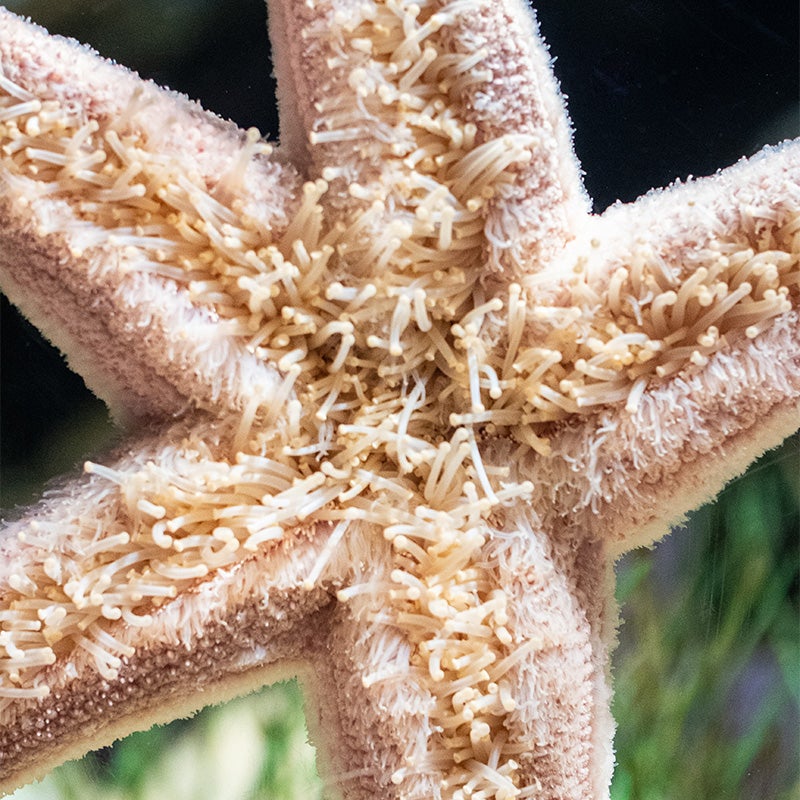 Scientists are growing sea stars in labs to help save the oceans