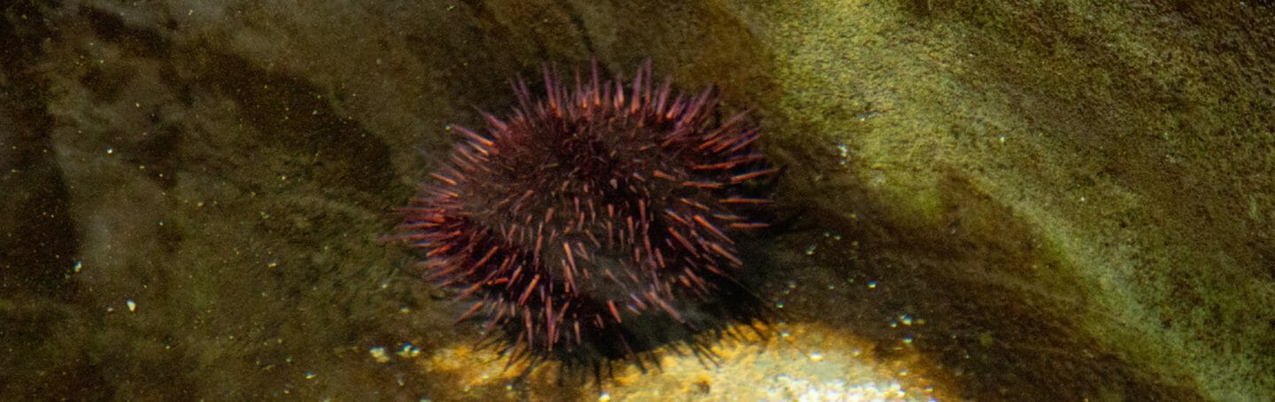 purple-sea-urchin