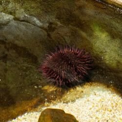 purple-sea-urchin