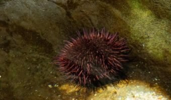 purple-sea-urchin