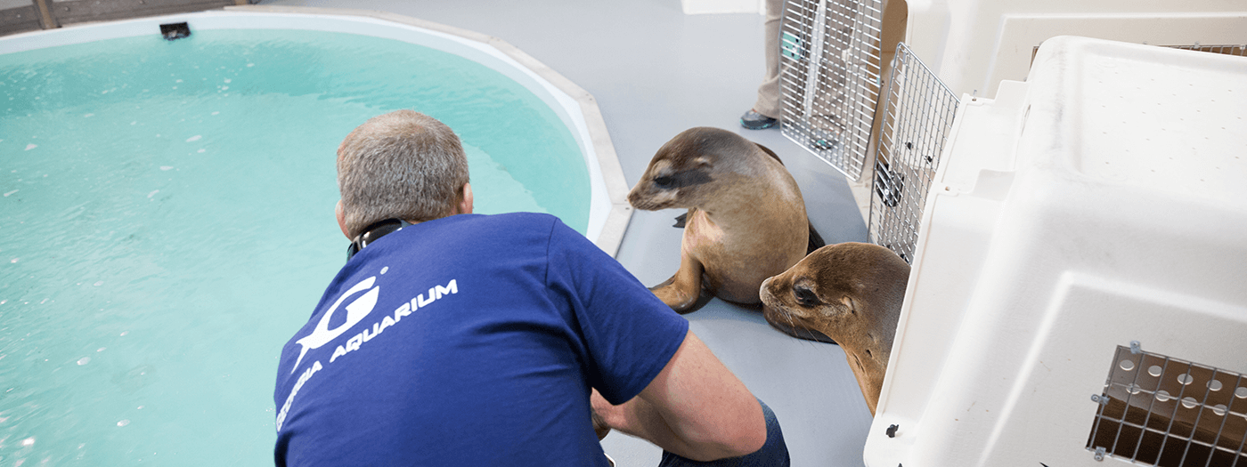 Marine Life Rescue & Rehabilitation