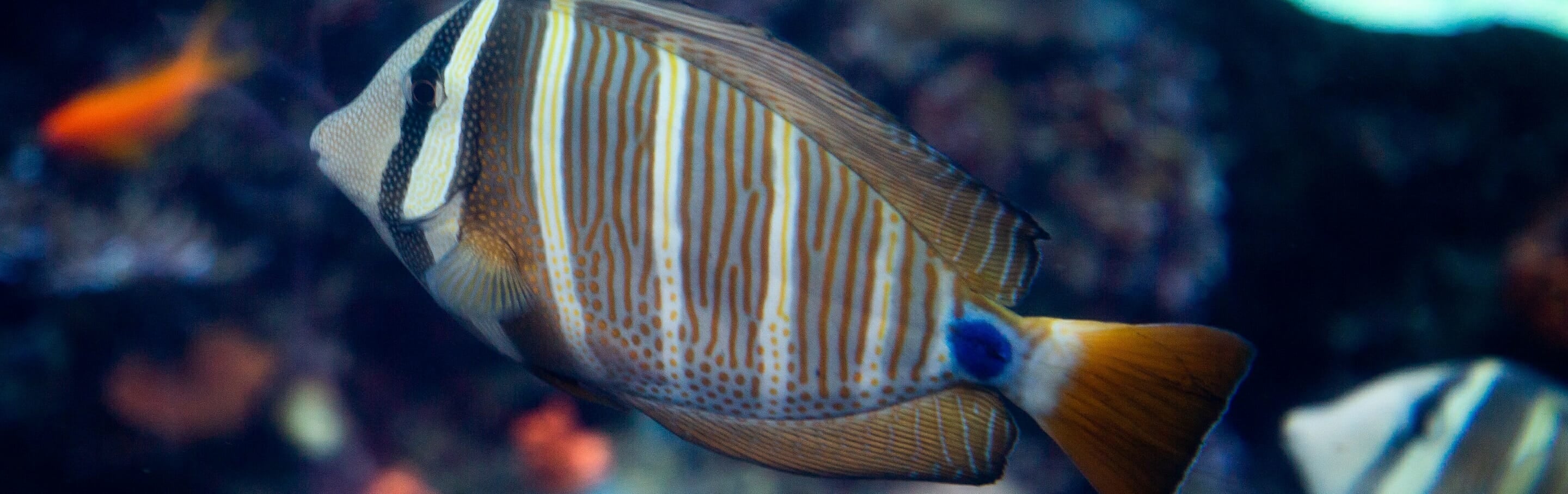 Sailfin Tang