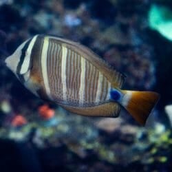 Sailfin Tang 1