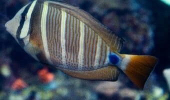 Sailfin Tang 1