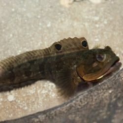 sarcastic-fringehead
