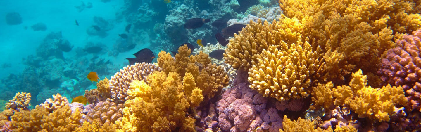 coral-reefs