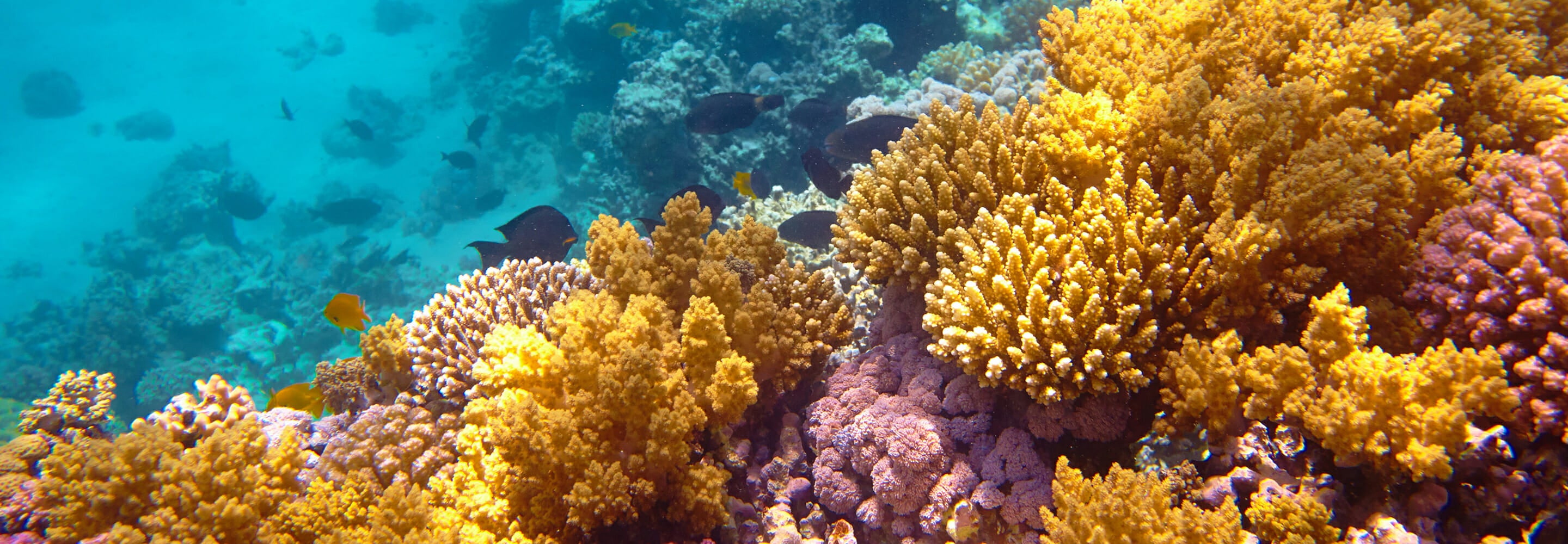 coral-reefs