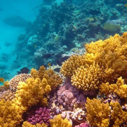 coral-reefs