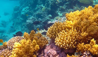 coral-reefs