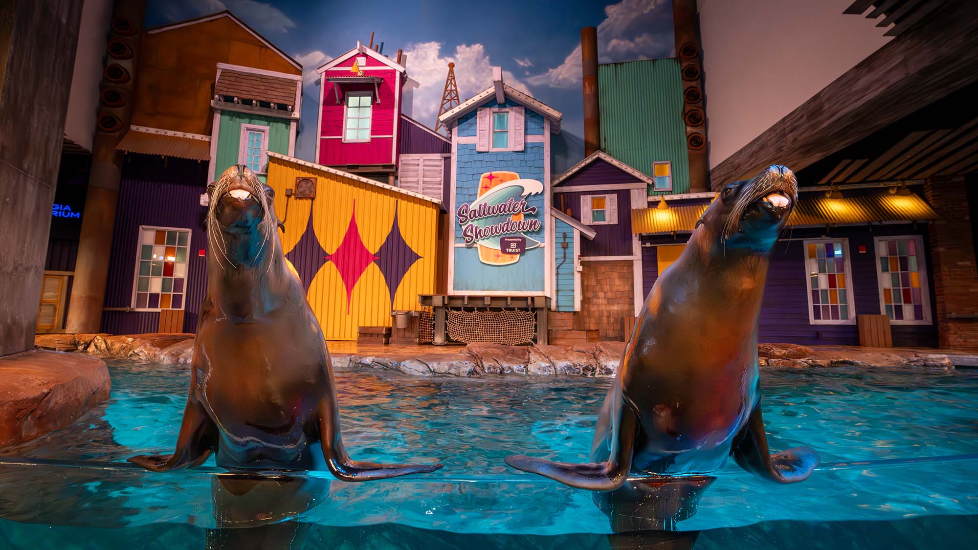 Sea Lion Presentation 5