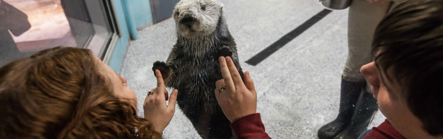 Sea Otter Encounter 11