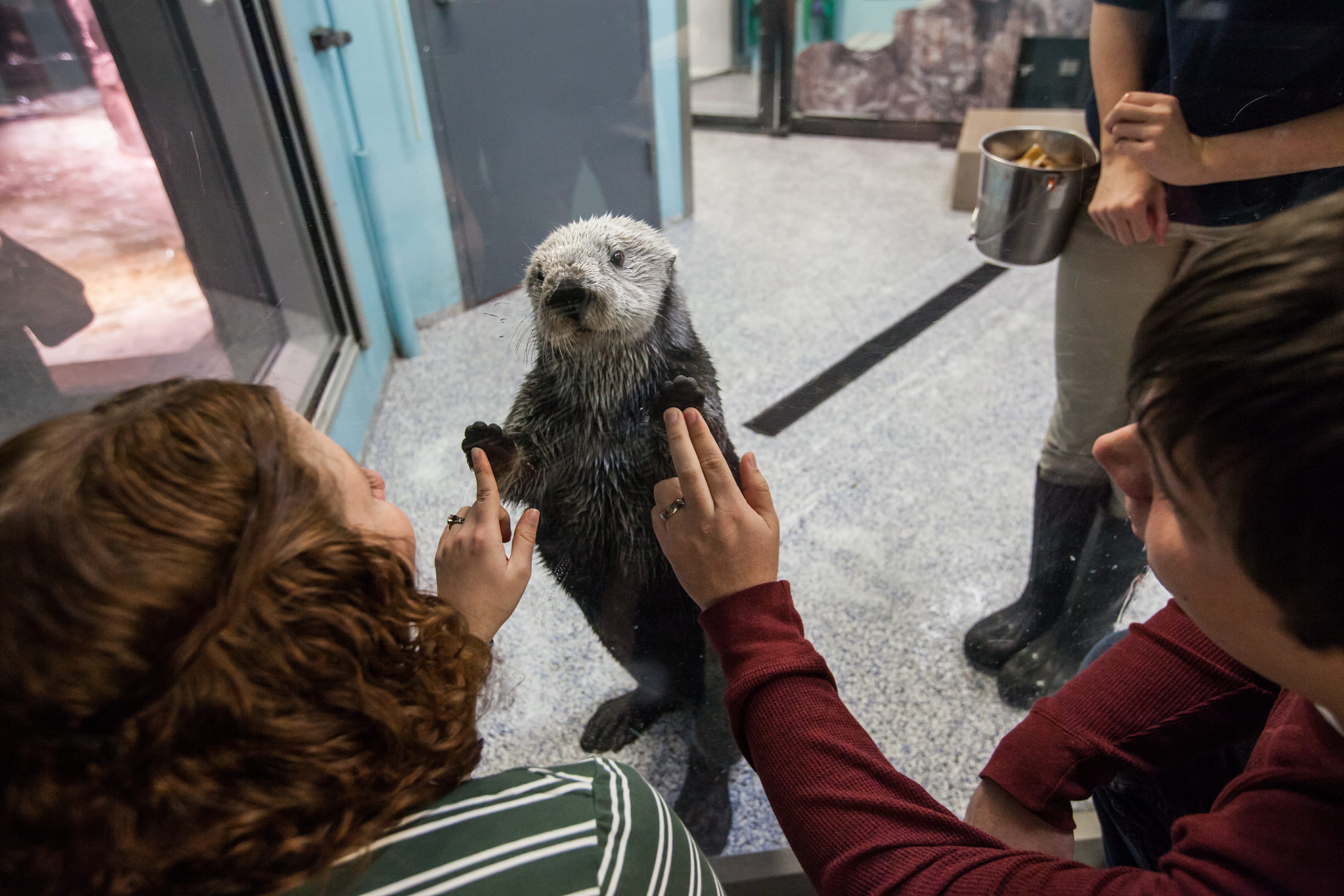 Sea Otter Encounter 11