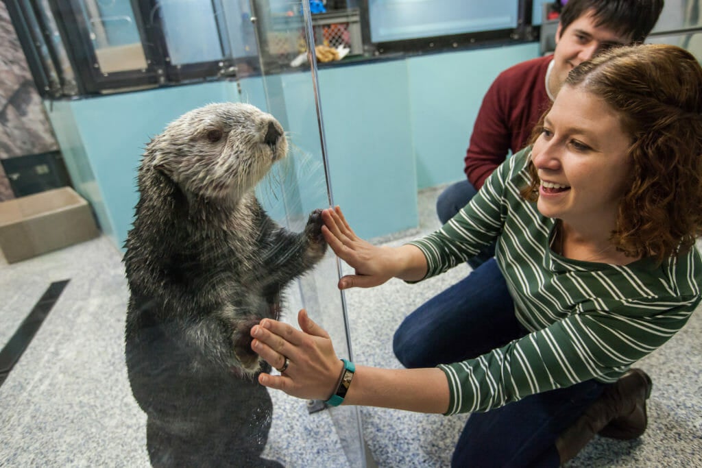 Sea Otter Animal Encounter & Experience Aquarium