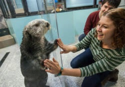 Sea Otter Encounter 13