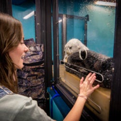 Sea Otter Encounter 18