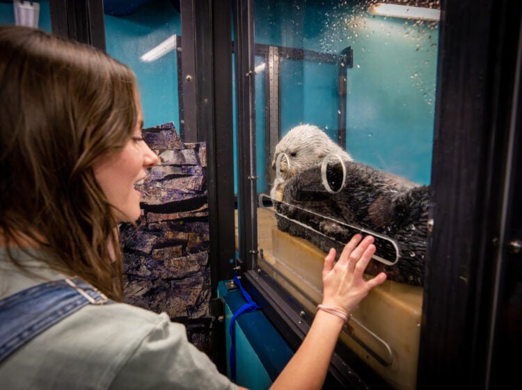 Sea Otter Animal Encounter & Experience Aquarium