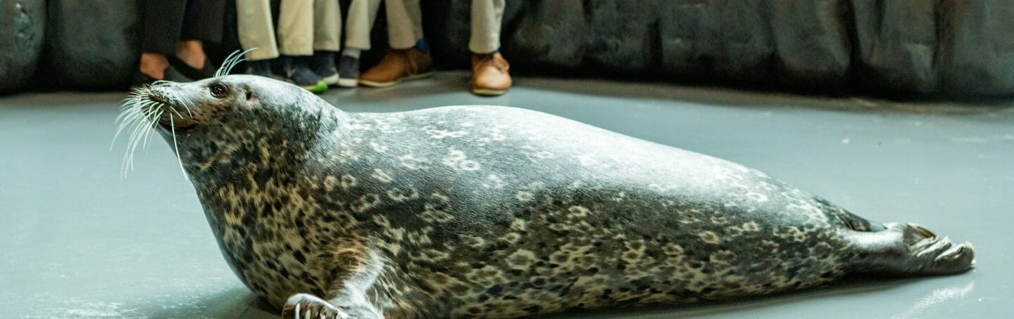 Seal Encounter 15