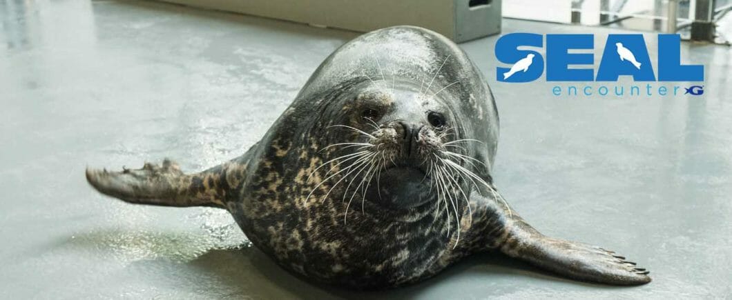 Seal Encounter 1