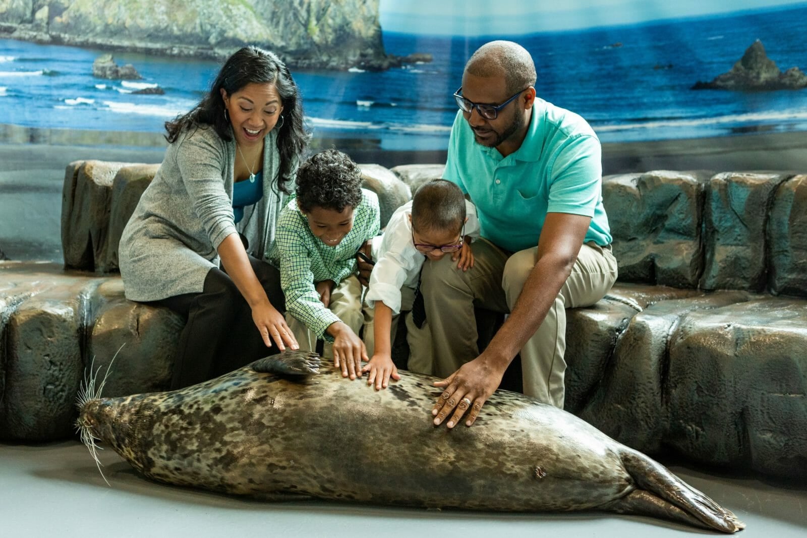 Harbor Seal Animal Encounter & Experience at Aquarium