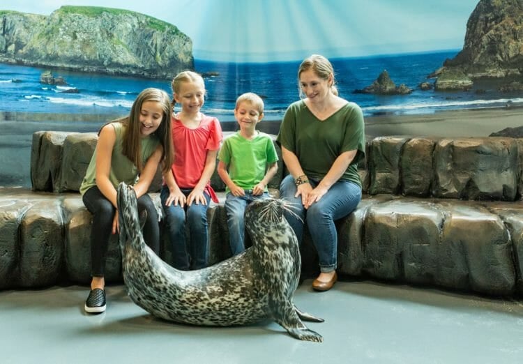 Harbor Seal Animal Encounter & Experience at Aquarium