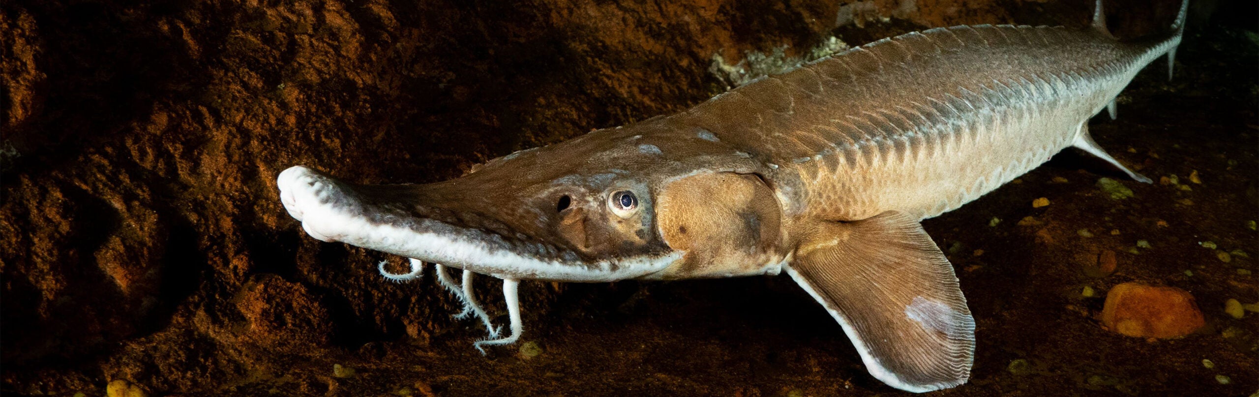 Shovelnose Sturgeon 2