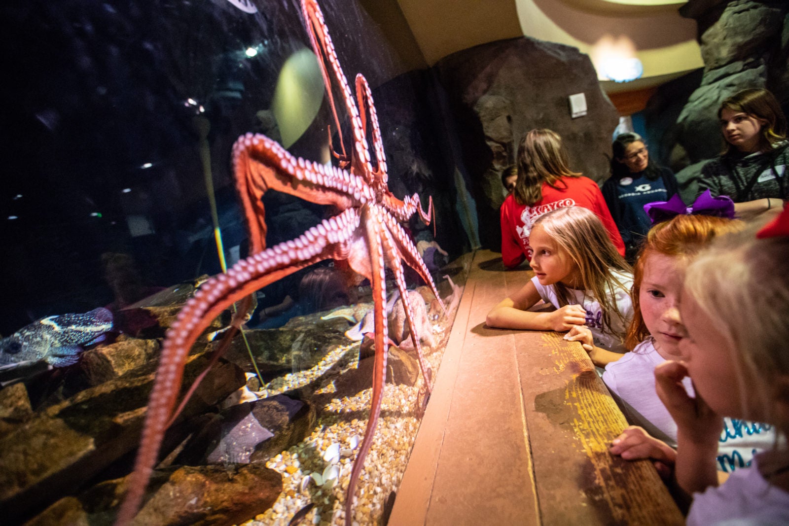 Aquarium Sleep Under The Sea Aquarium