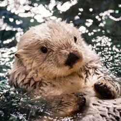 Southern Sea Otter Webcam 5