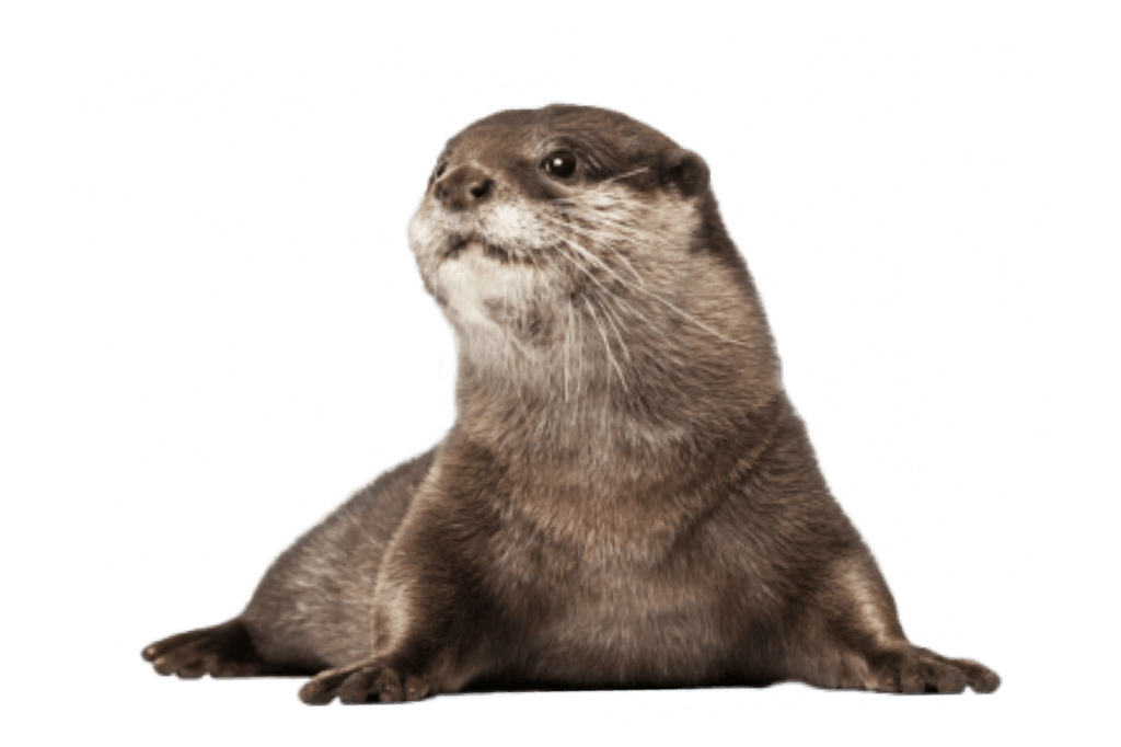 Southern Sea Otter Webcam 6