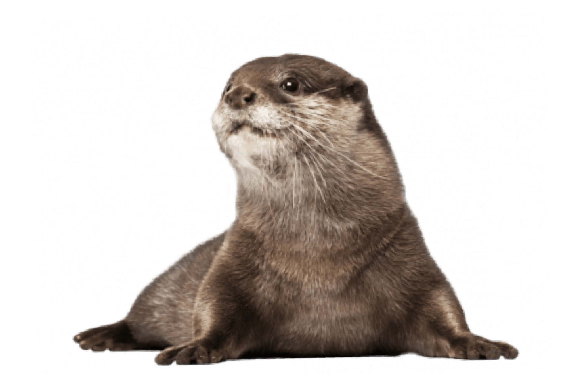 Southern Sea Otter Webcam 6