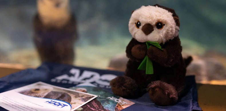 Southern Sea Otter Webcam 9