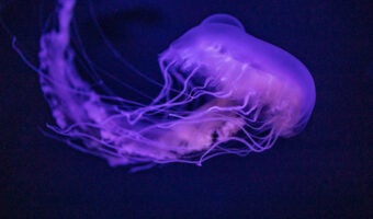 Sponsored Education Admissions Grant