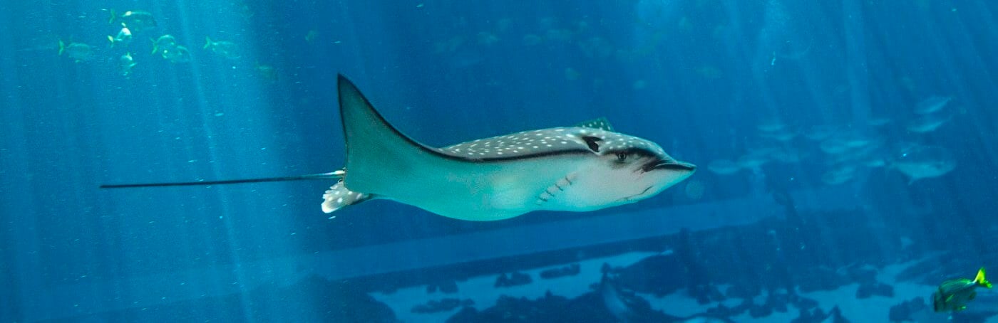 Spotted Eagle Ray Research
